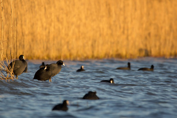 Wall Mural - Eurasian coot (Fulica atra) or common coot, black coot in rail and crake bird family, Rallidae, Gruiformes, freshwater lakes and ponds water hen