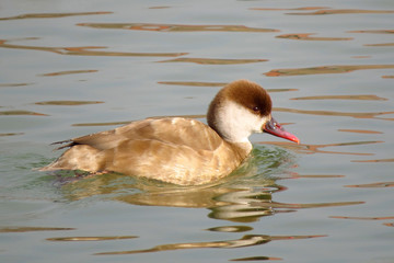 Wall Mural - Red-crested pochard (Netta rufina) large diving duck of lowland marshes and lakes in Europe, migratory duck with rounded orange head, red bill and black breast, white flanks and brown back. Anatidae