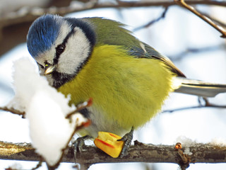 Blue tit (Cyanistes caeruleus) or Eurasian blue tit, small passerine bird in the tit family Paridae. Blue, yellow and white plumage small sized common garden bird.