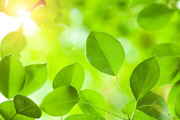 Wall Mural - Nature background of green trees leaves and sunlight