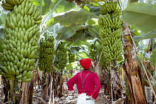 Woman As A Tourist Or Farmer Dressed Casually In Red And White Walking Between Banana Rows At The Plantation, View From The Backside. Concept Of A Green Tourism Or Exotic Fruits Growing