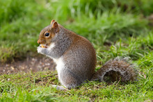 Close Up Of A Grey Squirrel (sciurus Carolinensis).  Taken At My Local Nature Reserve In Cardiff, Wales, UK
