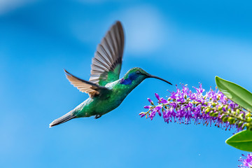 Blue hummingbird Violet Sabrewing flying next to beautiful red flower. Tinny bird fly in jungle. Wildlife in tropic Costa Rica. Two bird sucking nectar from bloom in the forest. Bird behaviour