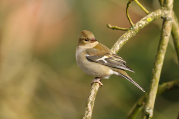 Wall Mural - Close up of female Chaffinch (Fringilla coelebs).  Taken at my local nature reserve in Cardiff, Wales, UK