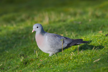 Wall Mural - Close up of a Stock Dove (Columba oenas).  Taken at my local nature reserve in Cardiff, Wales, UK