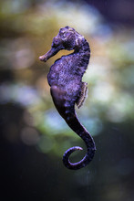 Colorful Seahorse Swimming Under Water. Closeup.