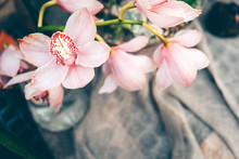 Sprig Of Elegant Pink Orchids In Glass Vase. Springtime Concept. Cozy Spring Decor.