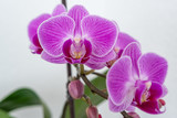 Fototapeta Storczyk - Orchidee Blüten isoliert auf weiss