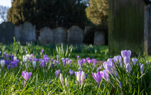 Crocuses Growing Amongst Tombstones In The Graveyard At St Nicholas Church On The River Thames At Chiswick In West London, UK, Burial Place Of William Hogarth.