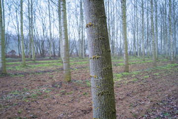 A cultivated field of poplar trees, in the countryside region of Lomellina (between Lombardy and Piedmont, Northern Italy), famous for its rice cultivations. Those woods are cultivated to be used in v