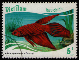 Wall Mural - VIETNAM - CIRCA 1988: post stamp 5 Vietnamese dong printed by Socialist Republic of Vietnam, shows fish Siamese Fighting Fish (Betta splendens), fish tank fauna, circa 1988