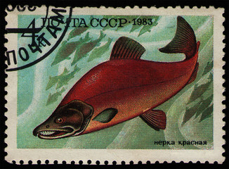 Canvas Print - USSR - CIRCA 1983: post stamp 4 Soviet kopek printed by USSR, shows Sockeye Salmon (Oncorhynchus nerka) food fish, circa 1983