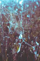 Spider web