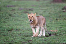 Juvenile Male Lion In The Masai Mara
