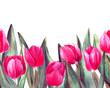 Watercolor seamless border with magenta tulips and leaves isolated on white background. Hand painted flowers perfect for design