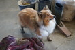 © Daniela - Sheltie, Shetland Sheepdog,  britische Hunderasse, sensibel, sanft, lernwillig, anhänglich, intelligent, lebendig, loyal, aktiv, merle-Faktor, dreifarbig, Blue Merle, schwarz-weiß, sand-weiß,