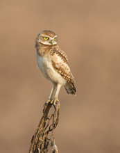 Burrowing Owl On A Perch