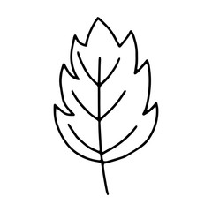 Wall Mural - Leaf outline line.Doodle style.The leaves of the trees, monstera, tropical leaves.Black and white image isolated on a white background.Vector