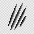 Realistic 3d Detailed Claw Marks or Scratches Set. Vector