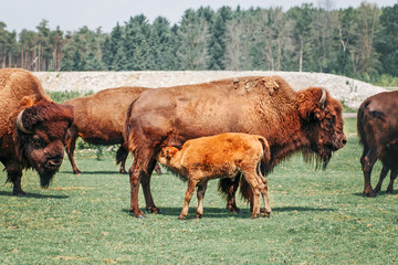 Plains female bison feeding baby calf with milk. Group of oxen eating grass outside. Herd animals buffalo bull consuming plant food on meadow in prairie. Wild species in natural habitat.