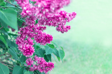 blooming purple lilac bush close-up. spring background with lilac flowers.