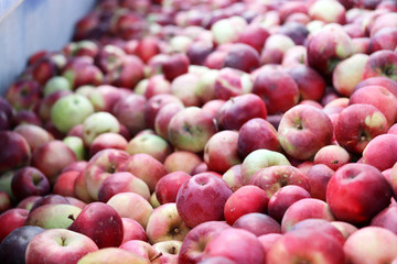 Group of red apples , many apples 