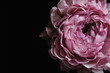 Beautiful fresh ranunculus on black background, closeup. Floral card design with dark vintage effect