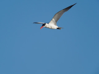 Caspian tern, Sterna caspia