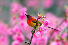 Mrs. Gould's Sunbird Or Aethopyga Gouldiae, Beautiful Red Bird Perching On Branch With Pink Flower In Nature, Wild Himalayan Cherry.