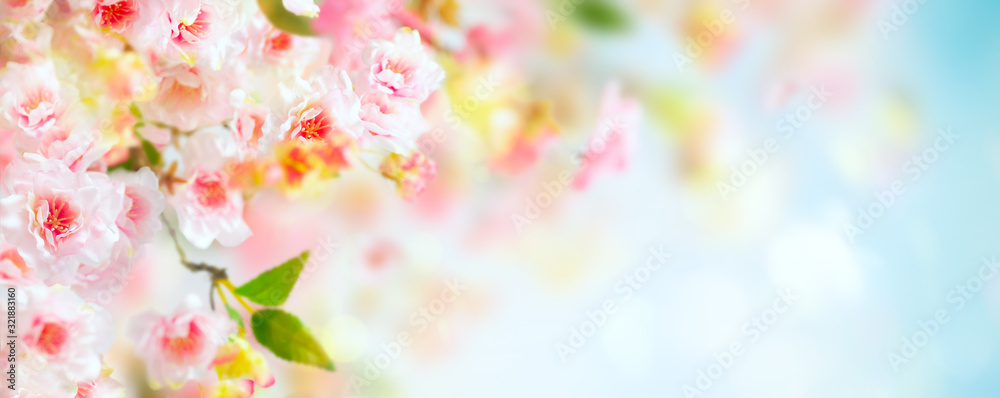  Beautiful pink and white cherry flowers on  blurred light background. Spring floral background with copy space. - obrazy, fototapety, plakaty 