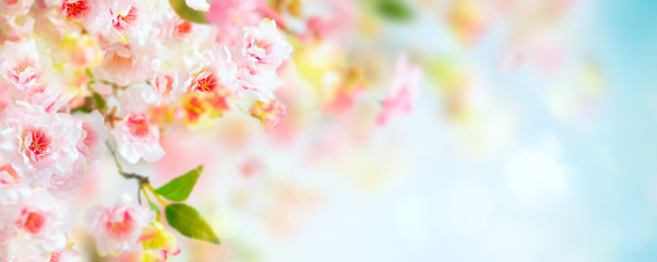 Wall Mural -  Beautiful pink and white cherry flowers on  blurred light background. Spring floral background with copy space.