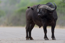 Cape Buffalo, African Buffalo In The Wilderness