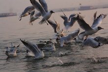 Flock Of White Pelicans