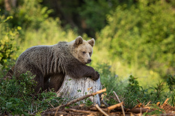 Wall Mural - European Brown Bear, [Ursus arctos] Slovakia..