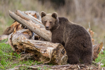 Wall Mural - European Brown Bear, [Ursus arctos] Slovakia..