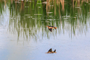 Wall Mural - Least Bittern marsh bird flying over pond with reflections in water