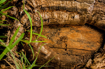 trunk of a tree