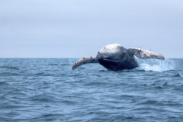 Humpback Whale in Puerto Lopez Ecuador