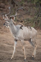 Vertical Shot Of A Kudu Antelope With Tiny Birds On The Back