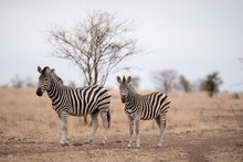 Mother And A Baby Zebra On A Savanna Field