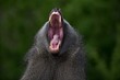 Closeup shot of a yawning baboon monkey with a blurred background
