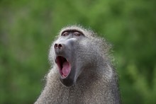 Closeup Shot Of A Yawning Baboon Monkey With A Blurred Background