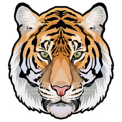 Tiger head front isolated colored vector illustration