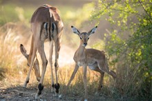 Beautiful Shot Of A Mother Antelope Eating Grasses With An Alert Face Of Baby Antelope