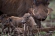 Selective focus shot of a baby warthog