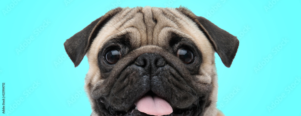 excited little panting pug with mouth open and tongue exposed looking amazed - obrazy, fototapety, plakaty 