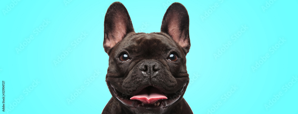 closeup of an adorable french bulldog puppy dog looking very happy and eager - obrazy, fototapety, plakaty 