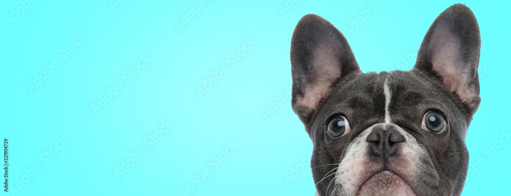closeup picture of a surprised french bulldog puppy - obrazy, fototapety, plakaty 