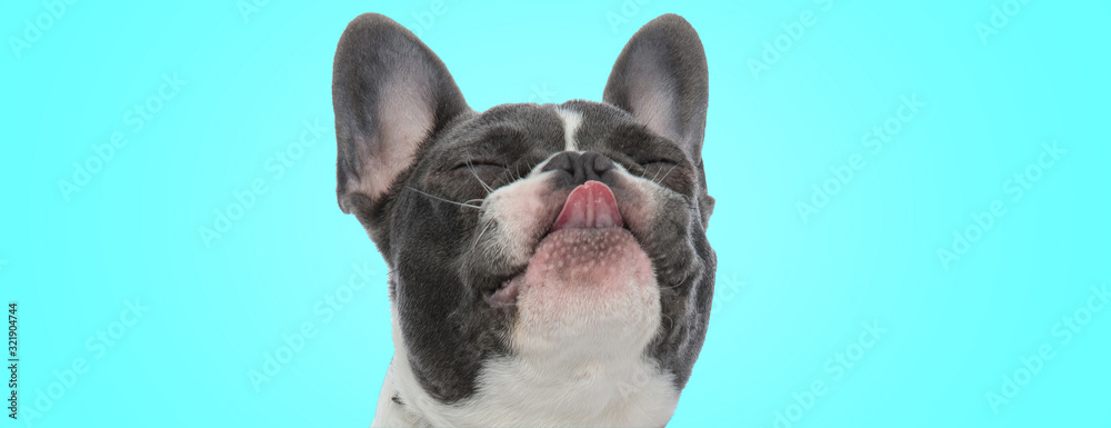 happy little french bulldog puppy is sticking out its tongue with eyes closed - obrazy, fototapety, plakaty 