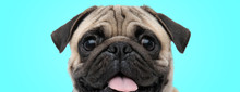 Excited Little Panting Pug With Mouth Open And Tongue Exposed Looking Amazed